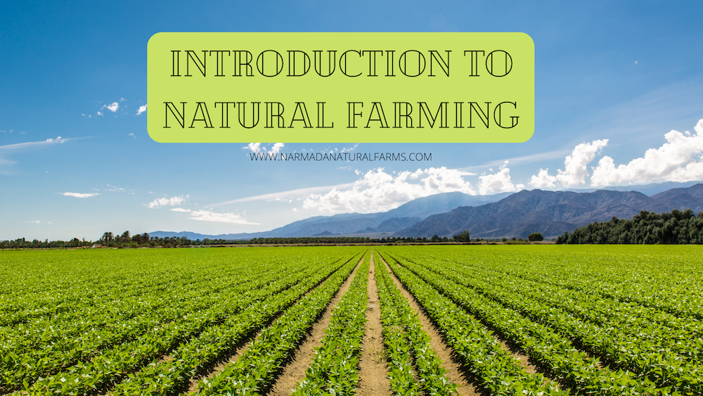 Featured Post Image - Understanding Natural Farming