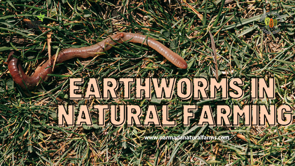 Featured Post Image - Earthworms in Natural Farming