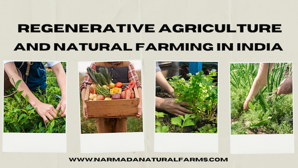 Featured Post Image - Regenerative Agriculture and Natural Farming in India