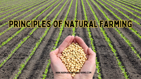 Featured Post Image - Principles of Natural Farming