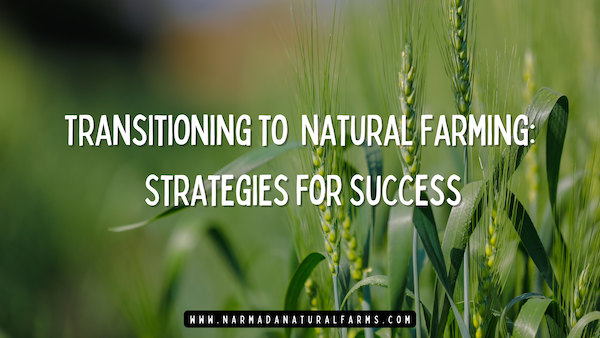 Featured Post Image - Transitioning to Natural Farming: Strategies for Success